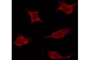 ABIN6275935 staining Hela by IF/ICC. (LPAR3 Antikörper  (Internal Region))
