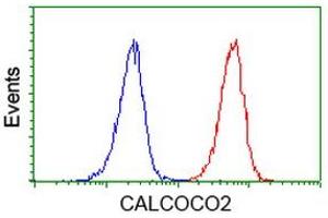 Image no. 3 for anti-Calcium Binding and Coiled-Coil Domain 2 (CALCOCO2) antibody (ABIN1497076) (CALCOCO2 Antikörper)