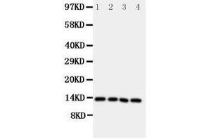 Anti-Somatostatin antibody, Western blotting Lane 1: Rat Brain Tissue Lysate Lane 2: HELA Cell Lysate Lane 3: SW620 Cell Lysate Lane 4: MCF-7 Cell Lysate (Somatostatin Antikörper  (C-Term))