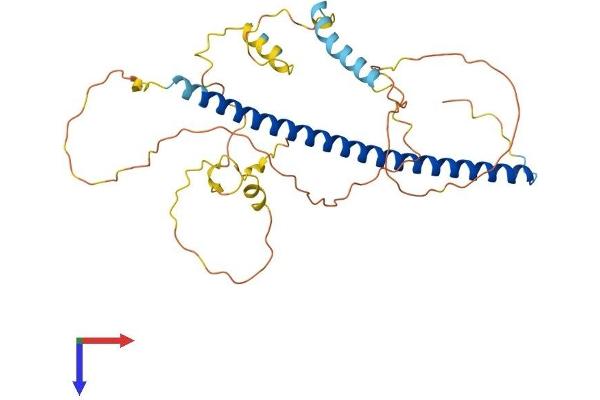 C-JUN Protein (AA 1-331) (His tag)