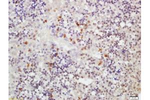 Formalin-fixed and paraffin embedded fetal mouse liver labeled with Rabbit Anti-RLBP1L1 Polyclonal Antibody, Unconjugated  at 1:200 followed by conjugation to the secondary antibody and DAB staining (Clavesin 1 Antikörper  (AA 231-330))