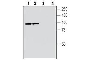 Western blot analysis of mouse brain membranes (lanes 1 and 3) and rat brain membranes (lanes 2 and 4): - 1-2. (FZD3 Antikörper  (Intracellular))