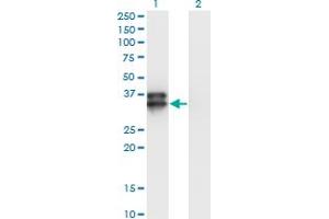 Western Blot analysis of OLIG2 expression in transfected 293T cell line by OLIG2 monoclonal antibody (M06), clone 2B11. (OLIG2 Antikörper  (AA 2-78))