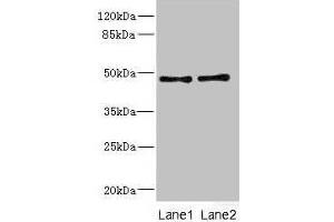 Western blot All lanes: CRTAP antibody at 0. (CRTAP Antikörper  (AA 20-240))