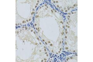 Immunohistochemistry of paraffin-embedded rat testis using DDB1 Antibody. (DDB1 Antikörper)