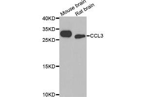Western blot analysis of extracts of various cell lines, using CCL3 antibody (ABIN5974742) at 1/1000 dilution. (CCL3 Antikörper)