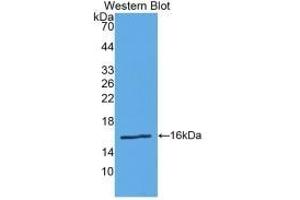 Western Blotting (WB) image for anti-Renin (REN) (AA 67-153) antibody (ABIN7432865)