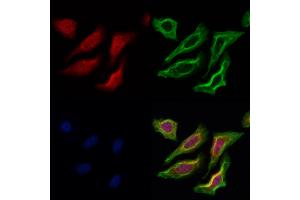 ABIN6261329 and ABIN6273042 staining Hela cells by IF/ICC. (DNAJB14 Antikörper  (C-Term))