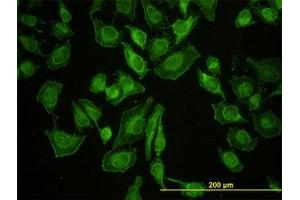 Image no. 4 for anti-Leucine Zipper-EF-Hand Containing Transmembrane Protein 1 (LETM1) (AA 601-709) antibody (ABIN598780) (LETM1 Antikörper  (AA 601-709))