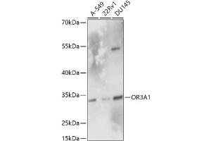 Western blot analysis of extracts of various cell lines, using OR3 antibody (7512) at 1:1000 dilution. (OR3A1 Antikörper  (AA 254-315))