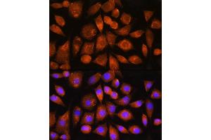 Immunofluorescence analysis of L929 cells using G2 Rabbit pAb (ABIN7265724) at dilution of 1:100. (ATP5G2 Antikörper)