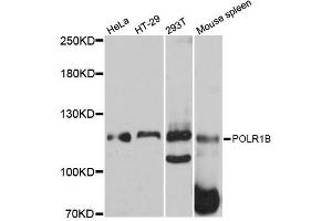 Western blot analysis of extracts of various cell lines, using POLR1B antibody (ABIN6292538) at 1:3000 dilution.