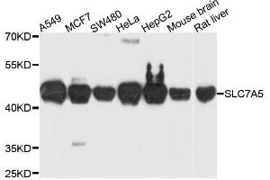 Western blot analysis of extracts of various cell lines, using SLC7A5 antibody. (SLC7A5 Antikörper  (AA 1-125))
