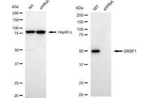 Western blotting analysis using GRSF1 antibody (ABIN7798677). (Rekombinanter GRSF1 Antikörper)