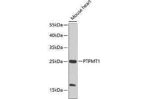 Western blot analysis of extracts of mouse heart, using PTPMT1 Antibody (ABIN6128516, ABIN6146436, ABIN6146437 and ABIN6224703) at 1:1000 dilution. (PTPMT1 Antikörper  (AA 1-201))