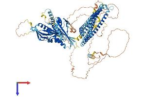 KIF18A Protein (AA 1-886) (His tag)