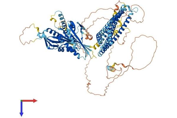KIF18A Protein (AA 1-886) (His tag)