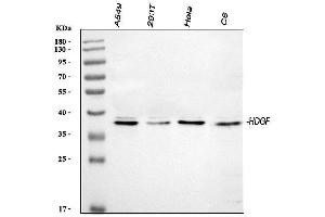 Western blot analysis of HDGF using anti-HDGF antibody (ABIN4886613). (HDGF Antikörper  (C-Term))