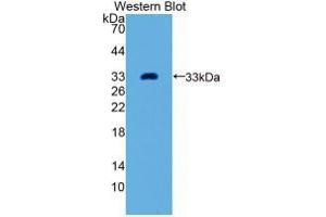 Western blot analysis of recombinant Human GDF11. (GDF11 Antikörper  (AA 138-386))