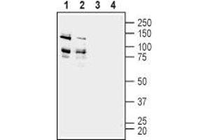 Western blot analysis of rat (lanes 1 and 3) and mouse (lanes 2 and 4) brain membranes:  - 1,2.