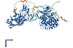 PKC gamma Protein (AA 1-697) (His tag)