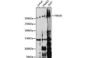 Western blot analysis of extracts of various cell lines, using FREM2 antibody (ABIN7267260) at 1:1000 dilution.