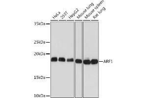 Western blot analysis of extracts of various cell lines, using  Rabbit mAb (ABIN7265479) at 1:1000 dilution. (ARF1 Antikörper)