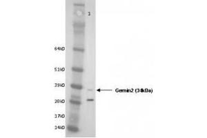 Image no. 1 for anti-Gem (Nuclear Organelle) Associated Protein 2 (GEMIN2) (AA 12-280) antibody (ABIN108541) (SIP1 Antikörper  (AA 12-280))