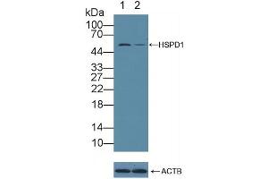 Western Blotting (WB) image for anti-Heat Shock 60kDa Protein 1 (Chaperonin) (HSPD1) (AA 1-573) antibody (ABIN7432685)