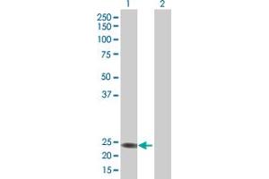 Western Blot analysis of RERGL expression in transfected 293T cell line by RERGL MaxPab polyclonal antibody. (RERGL Antikörper  (AA 1-205))
