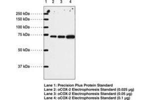 Image no. 1 for anti-Prostaglandin-Endoperoxide Synthase 2 (Prostaglandin G/H Synthase and Cyclooxygenase) (PTGS2) (AA 567-599) antibody (ABIN1100903) (PTGS2 Antikörper  (AA 567-599))