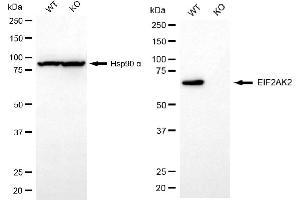 Western blotting analysis using EIF2AK2 antibody (ABIN7798508).