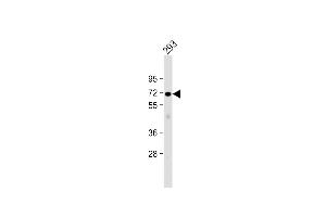 Anti-PLCZ1 Antibody (N-term) at 1:1000 dilution + 293 whole cell lysate Lysates/proteins at 20 μg per lane. (PLCz1 Antikörper  (N-Term))
