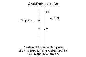Western blot of Anti-Rabphilin 3A (Rabbit) Antibody - 612-401-E21 Western Blot of Rabbit anti-Rabphilin 3A antibody. (RPH3A Antikörper  (C-Term))