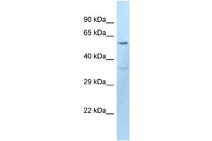 WB Suggested Anti-Dct Antibody Titration: 1. (DCT Antikörper  (N-Term))