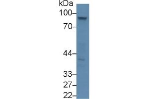 Western Blot; Sample: Mouse Placenta lysate; Primary Ab: 3µg/ml Rabbit Anti-Mouse DAO Antibody Second Ab: 0. (DAO Antikörper  (AA 197-322))