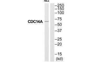 Western blot analysis of extracts from HeLa cells, using CC14A antibody. (CDC14A Antikörper)
