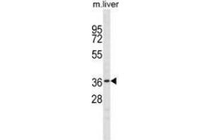 Western blot analysis in mouse liver tissue lysates (35ug/lane) using NKX6-1  Antibody (C-term). (NKX6-1 Antikörper  (C-Term))