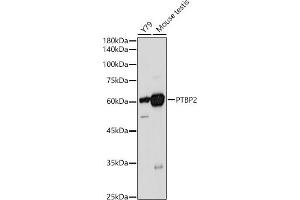 Western blot analysis of extracts of various cell lines, using PTBP2 antibody (ABIN6128372, ABIN6146373, ABIN6146374 and ABIN6221684) at 1:1000 dilution. (PTBP2 Antikörper  (AA 1-280))