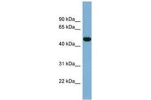 Image no. 1 for anti-Iroquois Homeobox Protein 1 (IRX1) (AA 179-228) antibody (ABIN6741967) (IRX1 Antikörper  (AA 179-228))