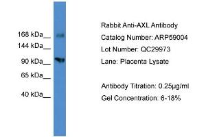 WB Suggested Anti-AXL  Antibody Titration: 0. (AXL Antikörper  (C-Term))