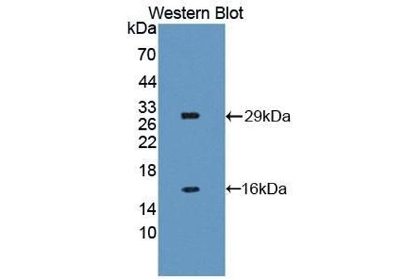 NAIP antibody  (AA 500-759)