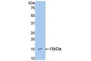Western blot analysis of recombinant Mouse IL15. (IL-15 Antikörper  (AA 49-162))