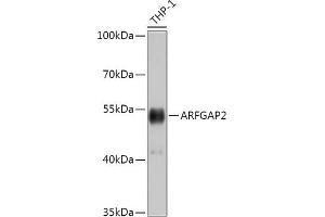 Western blot analysis of extracts of THP-1 cells, using  antibody (ABIN7265486) at 1:1000 dilution. (arfgap2 Antikörper  (AA 242-521))