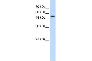 PRPF19 antibody used at 2. (PRP19 Antikörper)