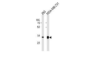 GOLPH3 Antibody (C-term) (ABIN1882249 and ABIN2843483) western blot analysis in 293,MDA-MB-231 cell line lysates (35 μg/lane).