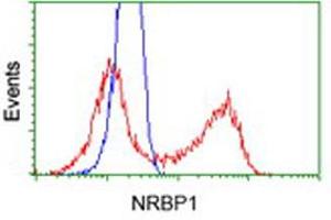 Flow Cytometry (FACS) image for anti-Nuclear Receptor Binding Protein 1 (NRBP1) antibody (ABIN1499829) (NRBP1 Antikörper)