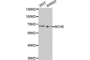 Western blot analysis of extracts of various cell lines, using BCHE antibody (ABIN5970682) at 1/1000 dilution. (Butyrylcholinesterase Antikörper)