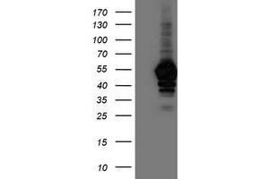 Western Blotting (WB) image for anti-N-Acyl Phosphatidylethanolamine phospholipase D (NAPEPLD) antibody (ABIN1499644) (NAPEPLD Antikörper)