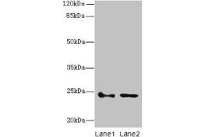 Western blot All lanes: RHOF antibody at 3 μg/mL Lane 1: Colo320 whole cell lysate Lane 2: RAW264. (RhoF Antikörper  (AA 1-170))